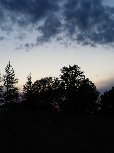 This is a dimly lit, horizontal, full-shot photograph of trees silhouetted against a twilight sky. The sky transitions from a dark, cloudy blue at the top to a pale, almost white hue near the horizon, with subtle hints of pink and purple. The foreground is dominated by a dark silhouette of a dense line of trees, with distinct shapes of pine trees and broader deciduous trees visible. The overall atmosphere is tranquil and serene, suggesting a natural setting, possibly a park or forest edge, located in the vicinity of Новапагосцкі сельскі Савет, Belarus. There are no people or animals visible in the image.