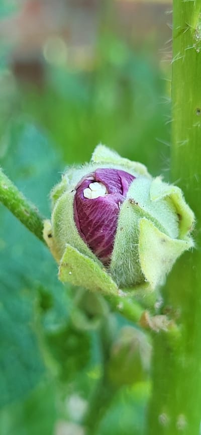 A close-up, vertical, outdoor photograph shows a purple flower bud covered in soft, light green sepals. The sepals are fuzzy and enclose the bud tightly, with only the very top of the purple petals visible. Small, white, bead-like structures are nestled at the center of the visible petals. The bud is attached to a green, fuzzy stem that extends diagonally across the left side of the frame. A thicker, spikier green stem is visible on the right side. The background is a soft blur of green and light-colored bokeh, suggesting a garden or natural environment. The image was taken in Tetianivka, Ukraine.