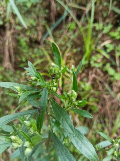 The scene is located in Pinnwe, Myanmar (Burma). The image presents a close-up, vertical composition of a green herbaceous plant. The primary subject is a plant with numerous small, pale green to whitish flower buds clustered along its stems and long, narrow green leaves. Two dark-colored insects, consistent with ants, are visible on the plant: one is situated near the center, on a cluster of flower buds, and the other is positioned on a leaf in the lower-left quadrant of the frame. The background is significantly blurred, depicting an out-of-focus dense mass of green and some brownish vegetation, indicative of an outdoor, natural, uncultivated environment. Lighting is natural and even.