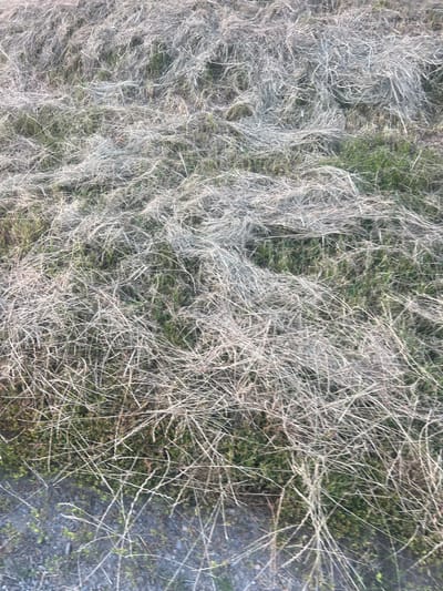 The image shows a close-up, overhead view of dry, matted grass and some green vegetation on a slope. The dry grass appears to be mostly straw-like and light brown, with some strands standing up. Interspersed with the dry grass are patches of green grass and small plants. The ground beneath the vegetation is not clearly visible but appears to be soil and possibly some small stones. There are no people or animals visible in the image. The lighting suggests it is daytime, with a soft, diffused light. The environment appears to be a natural, uncultivated area, possibly a roadside embankment or a field. The location is identified as Bârnova, Romania, but this specific scene does not provide any distinctive landmarks or context to confirm this without further information.