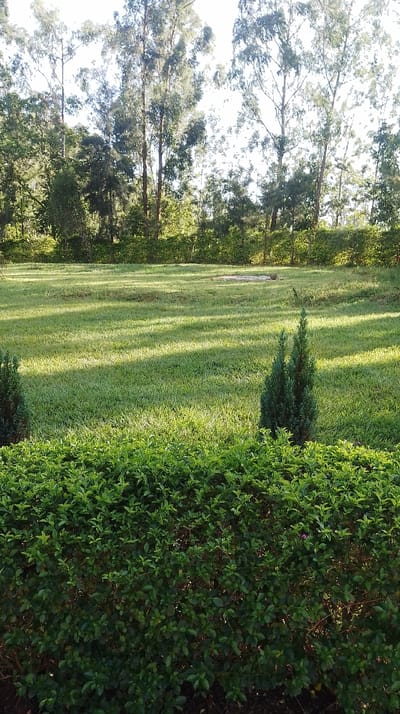 The image displays an outdoor landscape located in the Kisa Central ward, Kenya, under natural daylight conditions. The foreground features a dense, manicured green hedge spanning the width of the frame. Immediately behind this hedge, a meticulously maintained green grass lawn extends into the midground, traversed by parallel stripes of shadows, indicative of early morning or late afternoon sun. A distinct, slender, conical evergreen shrub stands prominently on the right side of the lawn, rising above the foreground hedge. A similar, smaller evergreen is partially visible on the left, closer to the hedge. In the central-rear portion of the lawn, a light-colored, rectangular object, possibly a tarp-covered item or a slab, is visible, alongside a smaller, darker, rounded object. The background consists of a dense treeline composed of numerous tall, slender trees with light green foliage, creating a wooded edge against a bright sky. No individuals, animals, or specific actions or interactions are present within the frame.