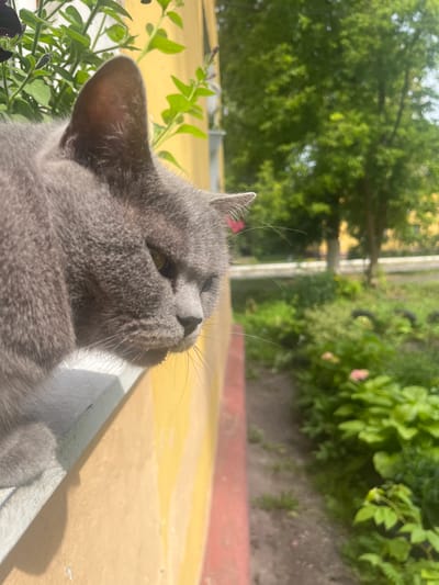 A grey cat is perched on a windowsill, looking out at a green, leafy outdoor area. The cat's head and upper body are visible, with its fur appearing soft and dense. Its eyes are a striking green. The windowsill is white and appears to be made of concrete. Behind the cat, a yellow wall is visible, with a red trim along the bottom edge of the windowsill. The background shows trees and bushes, suggesting a residential area with greenery. The lighting indicates it is daytime, with sunlight casting shadows. The scene is likely set in Belyye Berega, Russia, given the information provided.