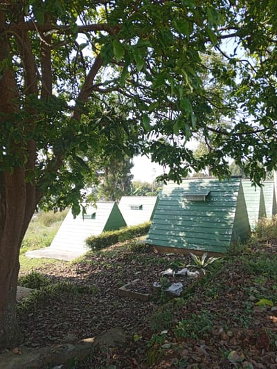 The image shows a cluster of small, A-frame cabins or shelters situated on a slightly elevated, leaf-covered ground in Ban Katan, Laos. The cabins are painted in varying shades of green, with at least one exhibiting signs of weathering. A mature tree with dense foliage partially obscures the view of the cabins, casting shadows on the foreground. The surrounding environment includes vegetation, contributing to a natural, possibly park-like setting. No people are visible in the frame.