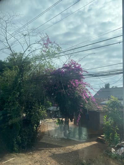 The image presents an outdoor scene in Xuân Long, Vietnam, under an overcast sky with numerous dark utility lines spanning the upper frame. The foreground and mid-ground consist of an unpaved dirt path, with a prominent light reflection visible on its surface in the center.
Dense green foliage and trees with both bare and leafy branches occupy the left and central portions of the scene, extending upwards. A large mass of vibrant purple-pink bougainvillea-like flowers cascades downwards from the right-center, partially obscuring the background.
In the background, on the right, a single-story structure with a reddish-brown tiled roof and dark-paneled walls is visible. A blue garment hangs on its exterior, and stone steps lead to its entrance. To the left of this, further recessed and largely obscured by vegetation, are less defined, simpler structures with lighter-colored roofs. No individuals are visible. A small potted plant is near the rightmost structure, and some discarded materials are present on the ground at the far right.