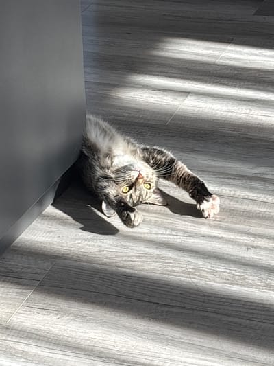 A gray tabby cat is positioned on a gray surface, its forepaws raised in a playful gesture. The scene is lit by sunlight, casting shadows on a gray, vertically paneled wall behind the cat. The cat's face is visible, with green eyes looking upwards.