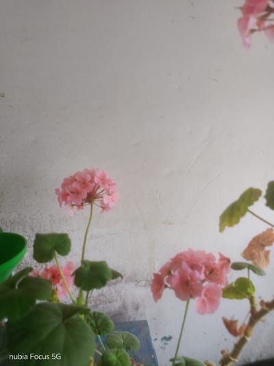 The image displays a close-up of pink geranium flowers against a textured off-white wall. In the foreground, large green geranium leaves are visible, some in focus and some blurred. To the left, a portion of a bright green plastic pot is visible. To the right, another cluster of pink geranium flowers is slightly out of focus, along with dried brown leaves and a section of a woody plant stem. The background wall is uneven and shows signs of wear. The bottom left corner of the image contains the text "nubia Focus 5G". The scene is set in Sestrynivka, Ukraine, in an outdoor or semi-outdoor environment. There are no people or animals present in the image.