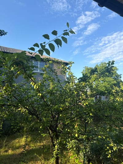 In Obukhivka, Ukraine, a plum tree laden with green, unripe fruit stands in a yard on a sunny day. The tree's branches extend towards a two-story residential building with a grey tiled roof and grey exterior walls. The building features several windows, some with decorative grilles. The sky above is blue with scattered white clouds, and sunlight illuminates the scene, casting shadows on the grass and foliage. The overall environment suggests a suburban or rural setting.