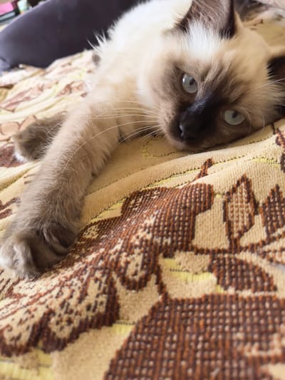 A Siamese kitten with blue eyes is lying on a patterned blanket. The kitten's fur is light brown and cream, with darker brown points on its ears and face. Its left paw is extended forward. The blanket has a brown and cream floral pattern. The background is blurred and shows a dark cushion. There are no discernible features indicating a location within the city of Veshenskaya, Russia.