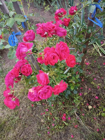 A close-up, high-angle shot showcases a cluster of vibrant pink roses in a garden. The roses, with their delicate petals, are in various stages of bloom, some fully open and others still tightly budded. They are supported by a wooden stake that is tied with blue ribbon. The background reveals a garden setting with green foliage, dry grass, and scattered rose petals on the soil. The scene appears to be an outdoor environment in a residential area.