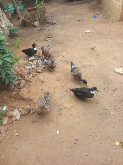 The scene depicts a dirt yard in Ojere, Nigeria. Six ducks, including two with black and white markings, are present. The ground is brown soil, interspersed with small rocks, debris, and sparse vegetation. In the bottom left corner are green plants and construction materials. In the upper portion of the scene, there are bits of refuse on the ground.
