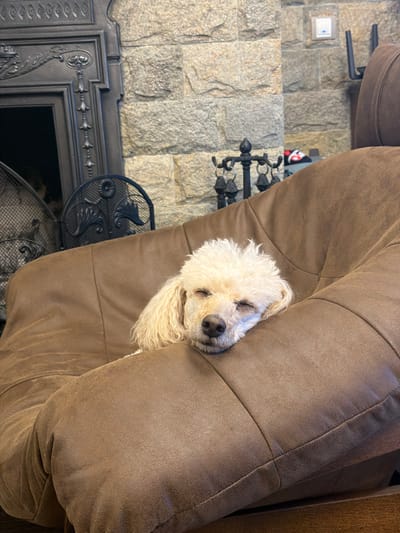 The image shows a white poodle dog asleep on a brown sofa. The dog is nestled between the cushions, with its eyes closed. The location, Кирково, Bulgaria, cannot be verified from the image. Visible in the background are a stone wall, a black metal fireplace surround, and a black metal fire screen. The items present include sofa, stone wall, a black metal fireplace surround, and a black metal fire screen.