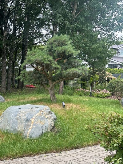 The image depicts a well-maintained garden area with a large, grey, irregular-shaped boulder situated in the foreground on the left. The boulder has striking yellow and white veins running through it. Behind the boulder, a patch of green grass is visible, interspersed with areas of drier, lighter green grass. A small, dark cylindrical object, possibly a ground light, is placed in the grass behind the boulder.

Dominating the mid-ground is a bonsai-style pine tree with characteristic dense, green needles and gnarled branches. In the background, a wooden fence separates the garden from other properties, beyond which a modern house with a grey roof and white siding is partially visible. A cluster of pink flowering bushes and other greenery are situated behind the fence, adding color to the scene. Several tall trees with green foliage form a natural backdrop to the garden. A bright red, irregularly shaped object is visible in the distance behind the pine tree, partially obscured by foliage. The foreground features a paved pathway made of light grey interlocking bricks. The overall impression is of a serene and cultivated outdoor space. The specific location in the city of Uyut, Russia, is not discernible from the image itself.