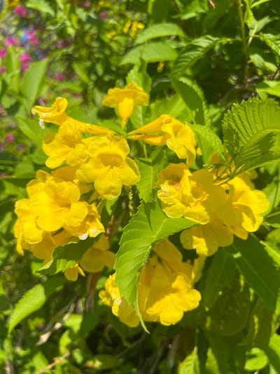 This is a close-up, eye-level shot of a cluster of bright yellow trumpet-shaped flowers, likely a variety of Yellow Bell or Esperanza, set against a backdrop of vibrant green leaves. The flowers are the primary subject, with their delicate petals and tubular shapes clearly visible, some still partially closed while others are fully open. Sunlight dapples the scene, creating highlights and shadows on the petals and leaves, adding depth and dimension. In the blurred background, hints of other plants with pink and purplish flowers can be seen, suggesting a garden or natural setting. The overall impression is one of lush, natural beauty bathed in sunlight. This scene is not specifically located in Ninh Ích, Vietnam; the provided image is a generic nature photograph.