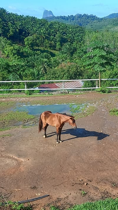 The image depicts a brown horse resting in a puddle of water on a dirt surface. The horse's shadow is visible nearby. In the background, there's a dense green forest, a metal fence structure, and a building with a red and silver roof. The location is identified as Ban Tak Daet, Thailand.