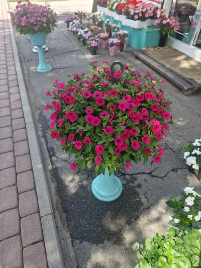 The image shows a street view in Valdlauči, Latvia, with a focus on potted flowers displayed outside a business. In the foreground, a large teal planter filled with vibrant pink petunias sits on cracked asphalt. To the left, a brick walkway is visible. Further back, more potted flowers, including pink and purple varieties, are arranged along the pavement. In the background, a store facade with a window and a wooden platform with a mat is present. The scene is outdoors, with sunlight casting shadows on the ground, suggesting a daytime setting. No people are visible in the image.