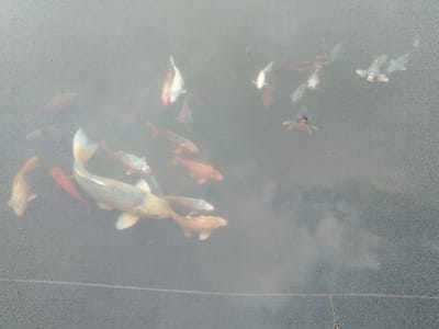 An overhead perspective captures an aquatic scene within a pond or water feature located in Ciudad de San José, Costa Rica. Approximately 20 to 25 Koi fish are visible, swimming in water that appears hazy or semi-opaque, reducing clarity to deeper areas. The fish exhibit varied coloration, including white, orange, red, golden, and grey with darker markings. Individual fish sizes range from an estimated 10 cm to 40 cm in length, with a large golden-grey Koi prominent in the lower-left quadrant. The fish are dispersed throughout the frame, showing clusters particularly in the lower-left and upper-right sections. The submerged floor or surrounding structure is dark grey or black with a finely granular texture. A distinct horizontal seam or joint line is visible across the bottom third of the image, suggesting a constructed water basin. No human subjects or other objects are present within the frame.