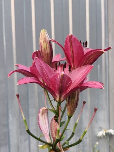 A close-up, eye-level shot features a cluster of dark pink lilies against a muted, gray, corrugated metal fence. The lilies are in various stages of bloom, with some fully open and others still in bud. The petals of the open lilies display a velvety texture and subtle striations of lighter pink and green. Several stamen, tipped with dark pollen, are visible in the center of the blooms. The stems and buds are a mix of green and deep red, with some buds showing a yellow-green hue. Below the main blooms, a few wilted or developing petals hang limply. In the lower right corner, out of focus, a small white daisy-like flower is visible. The overall environment appears to be an outdoor setting, possibly a garden or yard in Семилетка, Russia, given the presence of the lilies and the fence.
