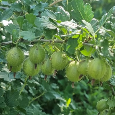 A cluster of unripe green gooseberries hangs from a thorny branch, surrounded by lush green leaves. The berries are spherical with a fuzzy texture and small, dark stems. The background is a blur of green foliage, suggesting an outdoor setting. The image appears to have been taken in a garden or natural environment, possibly in the region of Ақкемер, Kazakhstan, given the context provided. No people are present in the image.