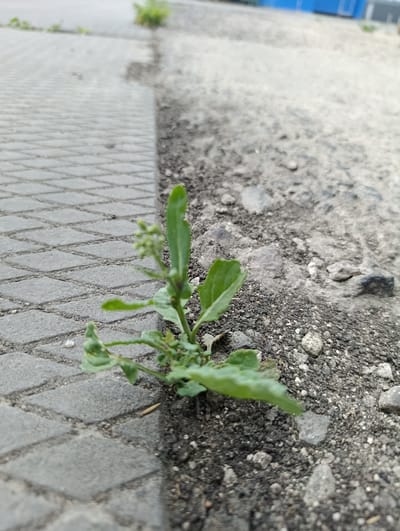A close-up, low-angle shot focuses on a small, green plant growing through a seam between a paved walkway and a gravelly surface. The walkway, to the left, is composed of rectangular, grey pavers arranged in a grid pattern. To the right, the ground is a rough mixture of dark soil and small, grey and white stones. The plant has several green leaves and a cluster of small, green buds at its top. In the background, out of focus, is a blurry expanse of the gravelly surface, with hints of distant greenery and a blue structure. The scene appears to be an outdoor, urban or semi-urban environment, possibly along a sidewalk or pathway in Раснянскі сельскі Савет, Belarus. There are no people or animals visible in the image.