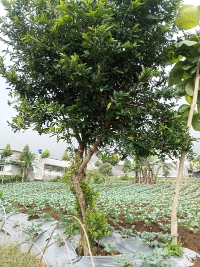 The image displays an agricultural landscape in Kondha, India, under an overcast sky. A large, leafy tree with a brown, multi-stemmed trunk dominates the left-center of the foreground and midground, its green foliage filling the upper left frame. To its right, a second, slender tree with lighter bark and large leaves is partially visible. The foreground and midground consist of cultivated rows of small green plants, consistent with a crop, some sections covered by grey plastic mulch sheeting anchored by arched, thin wooden or bamboo supports. In the background to the left, multiple light-colored buildings with sloped roofs are present, one featuring a blue cylindrical water tank on its roof. To the right background, a structure resembling a greenhouse or polytunnel is visible, alongside a cluster of broad-leafed plants, possibly banana trees. No individuals are present in the scene.