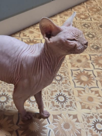 A Sphinx cat is standing on a patterned tiled floor. The cat is a light pinkish color and has visible wrinkles on its skin. It is looking to the right with its eyes partially closed. The floor has a repeating pattern of brown and tan floral shapes. A light-colored wall is visible in the background. The image appears to be taken indoors, likely in a residential setting within Восход Снт (фролово), Russia.