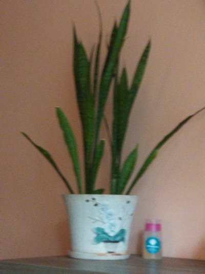 The image shows a snake plant in a white ceramic pot with a blue floral design. To the right of the pot is a small, clear bottle with a pink cap and a blue label. The plant and pot are placed on a grey surface, possibly a shelf or table, against a peachy-pink wall. The lighting suggests an indoor environment. The image quality is poor, with noticeable grain and blur. The location within the city of Dolyna, Ukraine, is not discernible from the provided image.