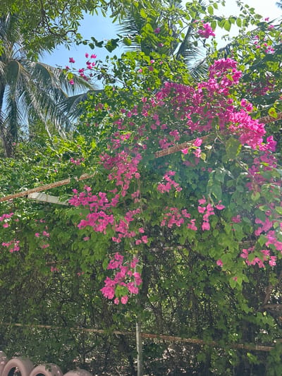 The image shows a dense wall of bougainvillea with bright pink flowers cascading down in front of lush green foliage. Palm fronds are visible in the upper left quadrant against a clear blue sky. A rusty metal support structure runs horizontally across the middle of the frame, partially obscured by the vegetation. The lower portion of the image reveals several pink tires stacked partially. The scene depicts a vibrant, overgrown garden setting, possibly in a residential or public area, with the bright colors of the flowers and tires offering a contrast to the natural green of the plants and the blue of the sky.