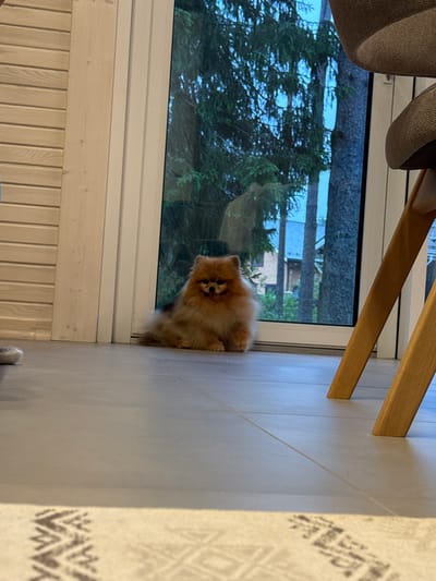 The scene is indoors in Aleksandrovka, Russia, featuring a small, fluffy, orange-brown Pomeranian dog seated on a light gray tiled floor. The dog is positioned centrally on the floor, facing slightly right, near a large window. A light-toned wooden plank wall borders the left side of the frame. On the right, the lower section of a gray, fabric-upholstered chair with wooden legs is partially visible. The foreground includes a light rug with a dark, geometric pattern. Through the window, a forest environment with multiple dark green coniferous trees is present, alongside indistinct distant buildings. The ambient lighting is consistent with a daytime exterior view. A small, light-colored, textured object, potentially a slipper, rests on the floor at the far left.