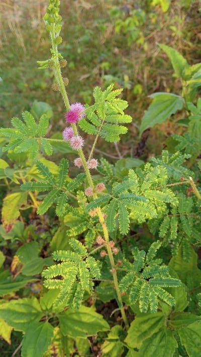 The image shows a close-up of a Mimosa pudica plant, commonly known as the sensitive plant or shameplant, growing outdoors in Uteunreutoh, Indonesia. The plant's characteristic feathery leaves are visible, as are its spherical pink flowers and developing seed pods. The background is softly blurred, suggesting a natural environment with other greenery and dappled sunlight. There are no people or animals present in the scene.
