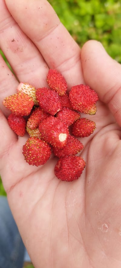 A hand, palm up, holds a cluster of wild strawberries. The hand appears to be that of an adult, with visible skin texture and some slight dirt particles. The strawberries are small, red, and slightly elongated, with visible seeds on their surfaces. Some of the strawberries show a greenish-white base where they were attached to the stem. The background is blurred green foliage, suggesting an outdoor setting. The image does not provide any information that would allow for the determination of a specific location in Vichuga, Russia, or any other city.