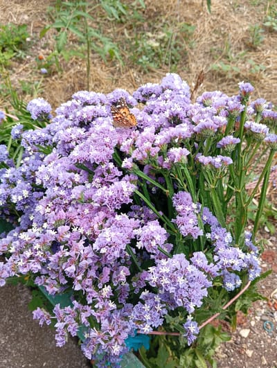 A butterfly with orange and brown wings rests on a cluster of small, light purple flowers. The flowers are in full bloom and are densely packed together, with some showing white centers. The stems of the flowers are green and appear slightly fuzzy. The background consists of dry, straw-like vegetation and some green leaves. A portion of a blue container is visible at the bottom of the image. The scene appears to be outdoors, possibly in a garden or natural area. The image does not contain any elements related to the city of Moluskebi, Abkhazia.