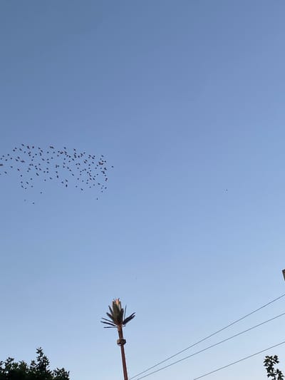 A flock of birds, appearing as small dark specks, flies in formation against a clear, pale blue sky. In the lower right portion of the frame, a utility pole with several wires is visible, extending upwards into the sky. To the left of the utility pole and partially obscured by the frame is a cluster of dark green foliage, likely trees. Towards the bottom center of the image, a tall, slender structure, possibly a communication tower designed to resemble a palm tree with its leafy top, stands prominently. The lighting suggests it is either early morning or late afternoon due to the soft, diffused light and the clear sky. The scene depicts an open outdoor environment, likely a public space or a clearing within a more populated area given the presence of the utility pole and tower. The image does not contain any people or explicit signs of human activity other than the infrastructure. The location is identified as El Hajeb, Morocco.