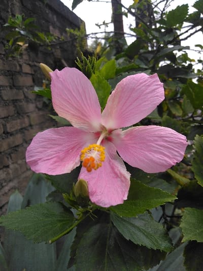 A close-up image depicts a single, fully bloomed pink hibiscus flower (Hibiscus rosa-sinensis) positioned centrally. The flower presents five distinct petals, vibrant pink at their periphery and transitioning to a lighter pink or white towards the core. A prominent stamen is visible, featuring a white style topped with yellow anthers, exhibiting orange pollen granules. Below and to the left of the main flower, an unopened green flower bud is present. The flower and bud are surrounded by multiple dark green, serrated leaves, some displaying small water droplets. The background on the left reveals a partial, weathered brick wall of a dark grey-brown hue. The upper and right background consists of dense green foliage, including various leaves, branches, and a narrow, dark tree trunk, all beneath an overcast, light grey sky. No human figures or dynamic actions are depicted. The scene is located outdoors in the city of San Cristóbal, Costa Rica, showcasing a botanical environment.