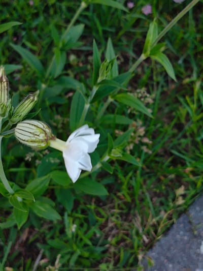 A single white flower with prominent sepals, partially opened, blooms in a green, grassy area. Several unopened buds of the same plant are visible to the left of the open flower. The background consists of lush green foliage and blades of grass, with a hint of a grey, textured surface on the lower right, possibly a path or paving stone. The image appears to be a close-up shot, capturing the detail of the plant in its natural or cultivated environment. The lighting suggests it was taken during the daytime. There are no people or animals present in the scene.
