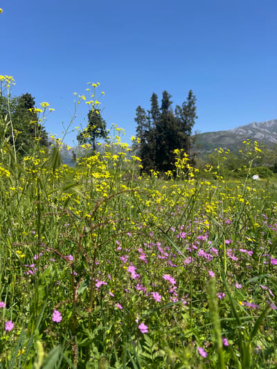 The image shows a field of wildflowers in Polje, Montenegro. The flowers are primarily yellow and purple, and they are interspersed with green grass. In the background, there are trees and a mountain range. The sky is blue and clear. The image is taken from a low angle, looking up at the flowers.