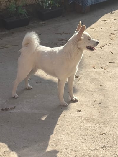 The scene depicts a medium-sized white dog standing on a light-colored concrete surface in Kriva Bara, Bulgaria. The dog is positioned in profile, facing right, with its mouth slightly open and tongue visible. It possesses erect ears and a curled tail resting over its back. Strong sunlight originates from the left, casting a distinct shadow of the dog towards the lower right of the frame. The concrete ground exhibits scattered small debris, possibly dried vegetation. In the upper left background, two dark rectangular planters containing green foliage and some small flowers are visible. To the upper right, a partial view of a dark object, possibly a bench or table leg, is discernible beneath a blue and white checkered fabric. No human subjects are present.