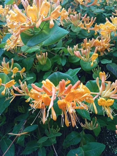 The image shows a close-up view of a cluster of honeysuckle flowers in bloom. The flowers are a vibrant orange and yellow, with long, delicate stamens extending from the center. Some of the flowers have water droplets on their petals, suggesting recent rain or dew. The background is filled with lush green leaves and more honeysuckle buds. The scene is natural and appears to be outdoors. There are no people or any man-made objects visible in the image, thus no information can be inferred about the location in Nakhodka, Russia, or any specific actions or interactions. The image is purely a botanical study of honeysuckle flowers.