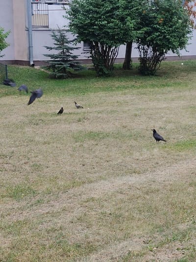 The image depicts an outdoor scene with several birds on a patch of dry, light-green grass in what appears to be a courtyard or park area. A building with white and beige walls, a metal railing, and windows is visible in the background, along with several trees and a small evergreen tree. The weather appears overcast or late in the day, as there are no strong shadows.
Specifically, the scene is located in Nowy Dwór Mazowiecki, Poland. The foreground shows a bird standing on the grass facing left. Further back and to the right, another bird stands facing left. In the middle ground, a pigeon is standing on the grass, and to its left, a dark bird is also standing. In the upper left, three birds are in flight, with their wings spread. The presence of a building suggests an urban or suburban setting. The dry grass indicates a period of warm weather.