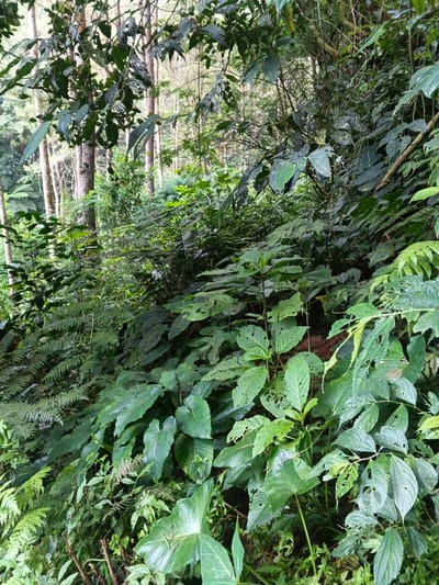The image displays a dense, verdant forest scene. The primary subjects are various types of green vegetation, including large-leafed plants in the foreground and mid-ground, numerous ferns, and smaller leafy shrubs. In the background, tall, slender tree trunks, possibly pines, rise into the sky, suggesting a forest environment. The foliage appears lush and healthy, with some leaves showing minor insect damage, a natural occurrence in such an ecosystem.
There are no people, animals, or man-made objects visible in the frame. No specific activity or event is taking place; the image captures a static moment of nature.
Notable details include the soft, diffused natural light, suggesting it is daytime, possibly under an overcast sky or during the early morning/late afternoon, as there are no harsh shadows. The overall impression is one of natural tranquility and abundance. The setting is clearly a wild, overgrown area, characteristic of a natural woodland or forest. Given the location context of Chilanga, Zambia, this scene depicts a typical forested landscape found in that region. There is no visible text in the image.