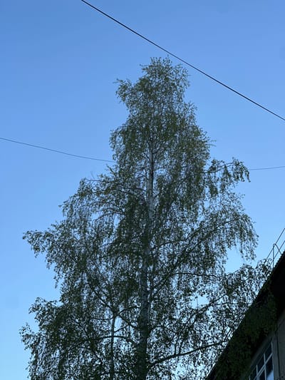 An upward-angled outdoor shot reveals a tall birch tree against a clear, light blue sky. Thin black wires run diagonally across the upper-left quadrant of the frame. Part of a building is visible in the upper-right corner, its exterior covered with climbing plants and a white-framed window. The tree has green leaves and a white trunk and branches. This scene appears to be located in Sayansk, Russia.