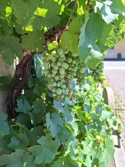 This image depicts a close-up view of a grapevine with clusters of unripe green grapes growing amongst lush green leaves. The vine is attached to a rough, textured wall, possibly made of stone or concrete, on the left side of the frame. The background shows a blurred view of an outdoor area with a paved surface and a building in the distance, suggesting an urban or semi-urban environment. The lighting indicates it is a sunny day, with sunlight casting shadows through the leaves. The image was taken in Klettgau, Germany. There are no people or animals visible in the frame.