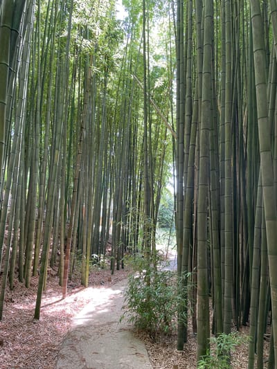 The image depicts a dense bamboo forest with a pathway winding through it. The bamboo stalks are tall and green, with sunlight filtering through the leaves and creating dappled patterns on the ground. The pathway is made of gravel and appears well-trodden. Dry leaves and bamboo debris litter the forest floor. In the distance, glimpses of greenery and possibly water can be seen, suggesting a natural setting. The overall impression is one of tranquility and natural beauty.
The location is the Parque do Amial in Águeda, Portugal, known for its lush vegetation and tranquil atmosphere. The park features a variety of trees and plants, including a notable bamboo grove that offers a serene escape for visitors. The pathway in the image is part of the park's network of trails, designed to allow visitors to explore the natural beauty of the area.