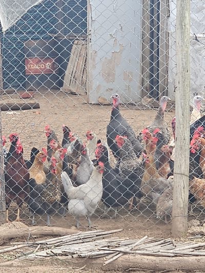 This image depicts an outdoor poultry enclosure located in Oumazza, Morocco. The scene is viewed through a wire mesh fence, which occupies the foreground and extends across the frame. The ground within the enclosure is exposed dirt, scattered with various wooden sticks and debris.
Within the enclosure, a diverse collection of poultry is present. Dominating the middle-right are at least three dark-feathered turkeys, identifiable by their prominent red and pink heads and necks. A fourth, lighter-feathered turkey is partially visible to the far right. Numerous chickens of varying plumages populate the enclosure, including dark brown, black, white, and speckled individuals, many displaying red combs and wattles. Several smaller, juvenile chickens are also intermingled among the adult birds. The poultry are primarily standing or moving across the dirt ground.
In the background, behind the fence and poultry, a light-colored structure with visibly peeling paint or plaster is present. To the left of this structure, a dark, vertical wooden door or opening is visible. Further left and behind the fence, a red cylindrical barrel with the word "EXACO" printed on its side is discernible. No human subjects are visible within the frame.
