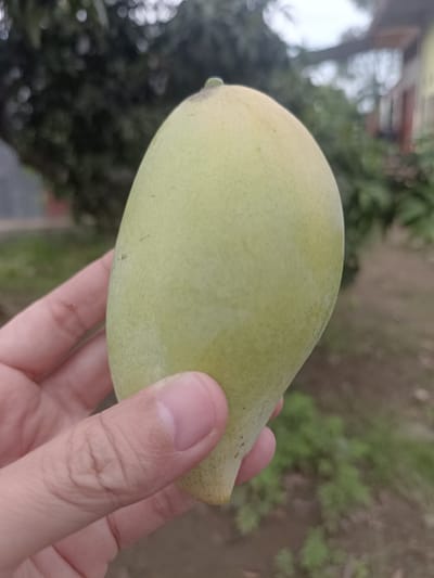 A person's hand is holding a light green mango, positioned in the foreground. The mango is roughly oval-shaped with a slightly pointed end. A small, clear droplet of liquid is visible on the stem of the mango. The background is blurred, showing greenery, including trees and foliage, and hints of structures like a house with a light-colored wall and a darker roof. The scene appears to be outdoors, with the lighting suggesting it is daytime. The overall atmosphere is casual and natural. There is no visible text in the image. The location context provided is Meunasah Pupu, Indonesia.