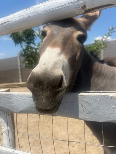 The media file shows a close-up, low-angle shot of a donkey's head and neck resting on a white wooden fence. The donkey's fur is dark grey, and its muzzle is a lighter grey with prominent whiskers. The donkey is leaning over the fence, with its head angled downwards, and its eyes are not visible. Behind the donkey, a wire fence runs horizontally, and beyond that, the ground appears to be sandy or dirt. In the background, there are some green leafy plants and a clear blue sky with a few white clouds, suggesting it is daytime and the weather is pleasant. The lighting indicates a sunny day, casting shadows on the wooden fence. The image has been rotated 90 degrees clockwise, so the donkey's head is to the left. The setting appears to be an outdoor enclosure, possibly a farm or animal sanctuary, given the presence of a fence and the donkey. There is no visible text in the image. The overall impression is a peaceful, casual moment with the animal.