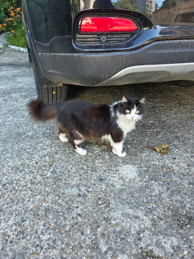 A black and white cat stands on a gravelly asphalt surface near the rear of a black SUV. The cat is facing the camera, with its body turned slightly to the right. It has white fur on its chest, paws, and face, with black fur on its back and tail. The SUV's rear bumper and taillight are visible. The ground is composed of coarse gravel and asphalt. There are some dead leaves on the ground to the right of the cat. The scene appears to be outdoors, possibly in a parking area or street. The environment suggests a warm, sunny day.