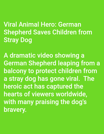 The image displays white text centered on a solid, vibrant lime-green background. The text provides a news-like report about a "Viral Animal Hero: German Shepherd Saves Children from Stray Dog."
The scene described in the text, occurring in Venecia, Costa Rica, involves a German Shepherd, children, and a stray dog. The primary action described is the German Shepherd leaping from a balcony to protect the children from the stray dog. This heroic act, captured in a video, has reportedly gone viral, drawing worldwide praise for the dog's bravery. No visual depiction of the event, people, subjects, or environment is present; the information is conveyed solely through the textual narrative.
