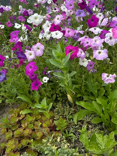 The image displays a dense arrangement of vibrant petunias in various shades of purple, pink, and white. The flowers are clustered together, with many in full bloom, creating a colorful tapestry. The foliage is lush and green, providing a backdrop for the blossoms. At the bottom of the image, a patch of low-lying succulents with fleshy, green leaves edged in reddish-brown is visible, growing in what appears to be soil. The scene is outdoors, likely a garden or park. There are no people or animals present in the image. The environment suggests a temperate climate with ample sunlight, conducive to flower growth. The specific location in the city of Staryi Aidar, Ukraine, is not visually identifiable within the image itself.
