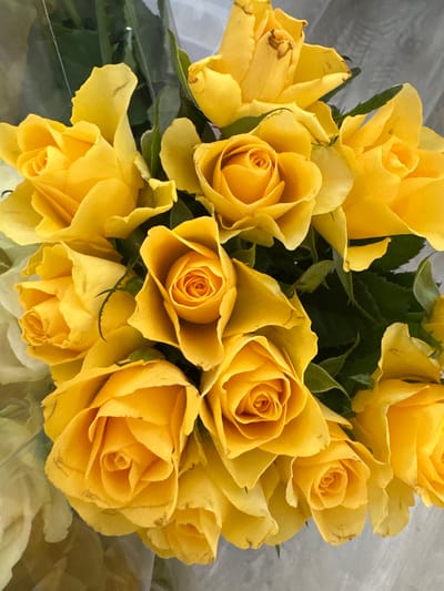 A close-up shot captures a bouquet of bright yellow roses. The roses are in various stages of bloom, with some fully opened and others still in bud. Their petals are velvety and the color is a rich, vibrant yellow. Dark green leaves and stems are visible, interspersed among the blossoms. The arrangement appears to be presented in a clear plastic wrapping, suggesting it might be a gift or for sale.

The lighting suggests it is daytime, and the soft focus of the background hints at an indoor setting or a softly lit outdoor environment. There are no people visible in the frame. The overall impression is one of warmth, cheerfulness, and natural beauty, with the yellow roses being the undisputed focal point. No text is visible in the image. The context provided indicates this image is from Moortown, Ireland.