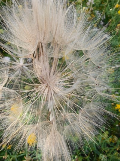 A close-up, overhead shot captures the delicate seed head of a Tragopogon, likely a Goat's Beard plant, set against a backdrop of green foliage and blurred yellow flowers. The seed head is a complex structure of numerous feathery pappi, each attached to a seed, radiating outwards from a central point. These fine, hair-like structures are a pale, creamy beige color, appearing almost translucent in places. Tiny, reddish-brown specks, likely seeds or remnants thereof, are visible scattered amongst the pappi. The background is a soft-focus tapestry of various shades of green, interspersed with patches of bright yellow, suggesting a natural outdoor setting. The image does not depict any people or specific structures within the city of Shyroka Dacha, Ukraine, but rather focuses solely on the botanical subject.